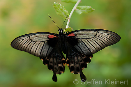 271 Gelbrand-Schwalbenschwanz - Papilio lowii